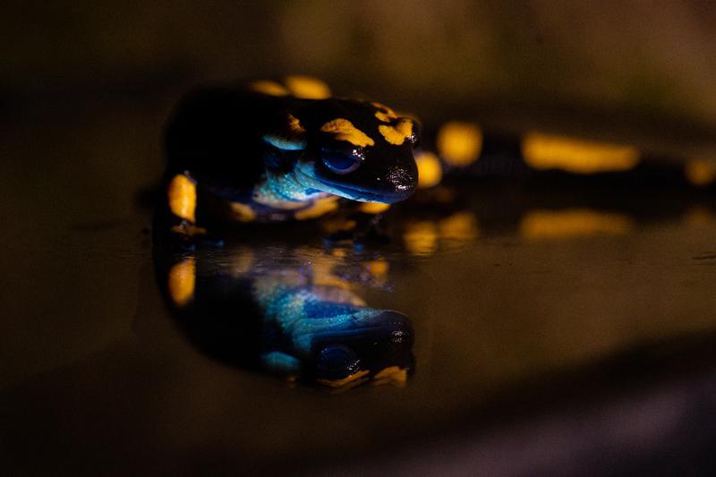 Científics catalans descobreixen que la salamandra és fluorescent