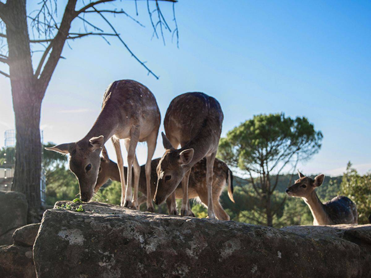 Parcs per veure animals en semillibertat