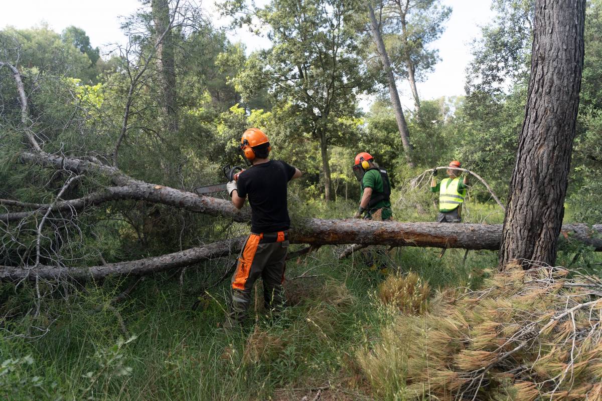 Recuperar el bosc i oportunitats laborals: el taller que reintegra aturats majors de 45 anys