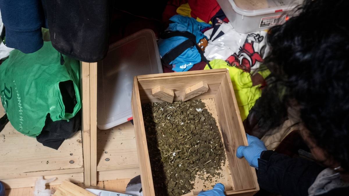 Un escorcoll a Sabadell, clau per a desarticular una organització criminal dedicada al cultiu de marihuana