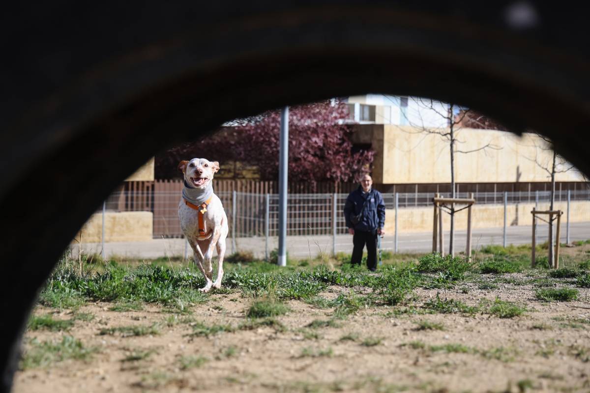 Les adopcions d'animals a Sabadell freguen màxims, però la protectora tem un estiu complicat 