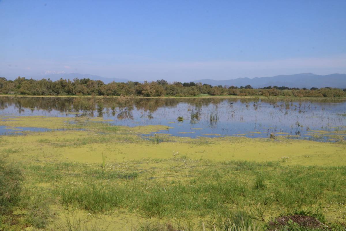 L'estany de Vilaüt és un dels espais més emblemàtics del parc natural dels Aiguamolls de l'Empordà - Gemma Tubert / ACN