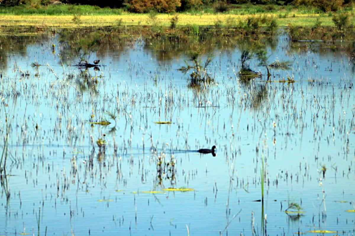 L'estany de Vilaüt és un dels espais més emblemàtics del parc natural dels Aiguamolls de l'Empordà - Gemma Tubert / ACN