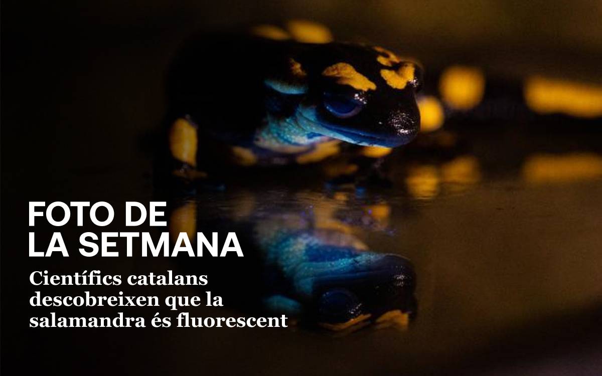 Foto de la setmana: la salamandra és fluorescent