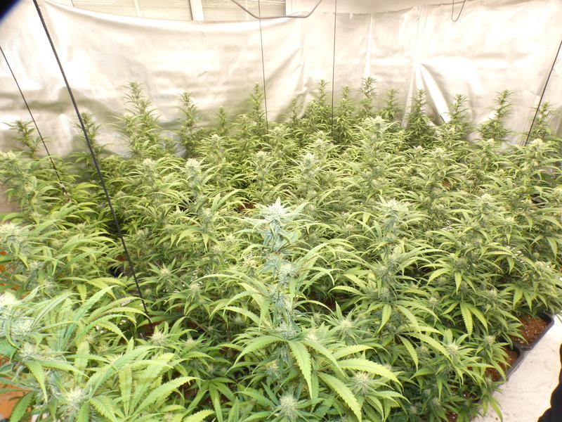 Plantació de marihuana localitzada pels Mossos dins d'una casa a Valls - 