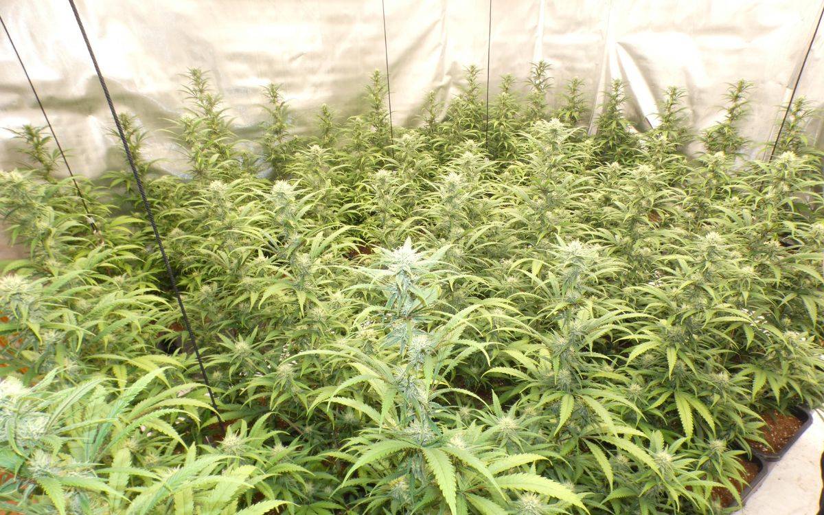 Detenen dos homes per cultivar 300 plantes de marihuana en un habitatge a Valls