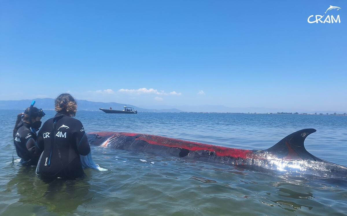 Una balena rorqual d'uns vuit metres queda varada a la badia dels Alfacs