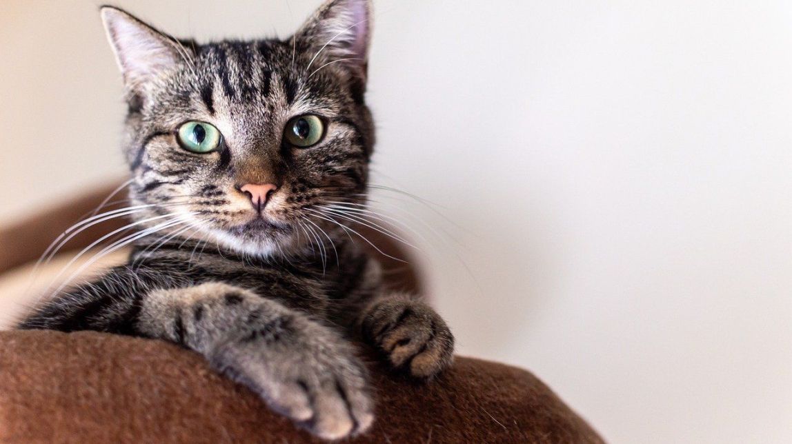 L'hàbit recomanat per un veterinari perquè el teu gat sigui més feliç