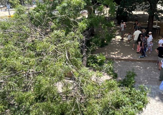 Una branca de grans dimensions cau enmig del passeig del Comte d'Ègara