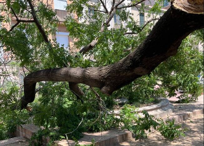 Els Bombers estan enretirant la branca de la via per restablir el pas de persones i cotxes - Montse Castellà (Cedida)