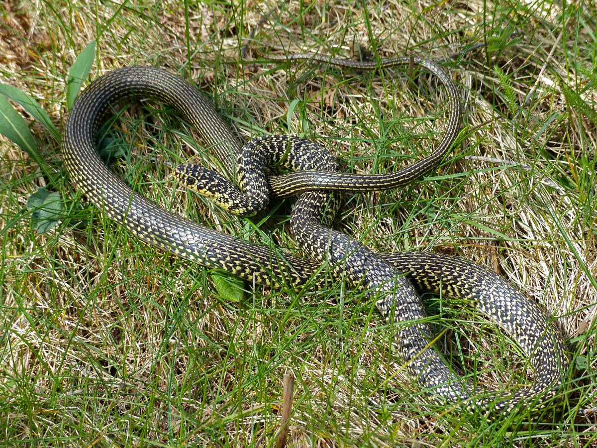Hierophis viridiflavus - Bernard DUPONT Hierophis viridiflavus
