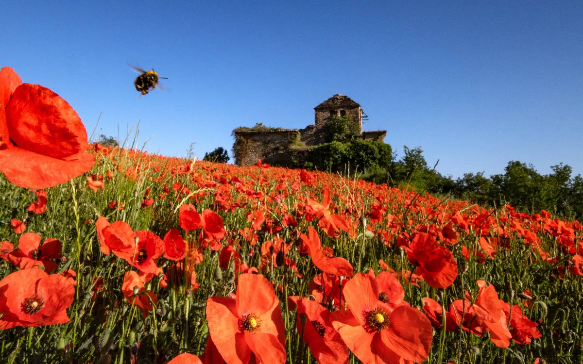 Entre la calor i les flors: postals de primavera a Osona i el Lluçanès