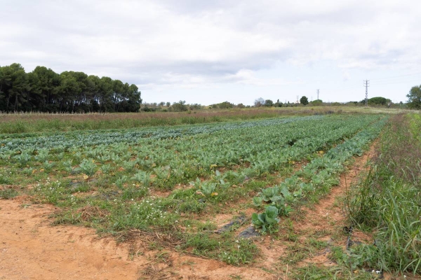 Nova fase d’obres de millora al centre de serveis del Parc Agrari