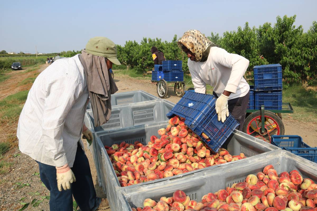 L'atur cau un 2,99% a Lleida i la campanya agrària impulsa la creació de 7.500 llocs de treball