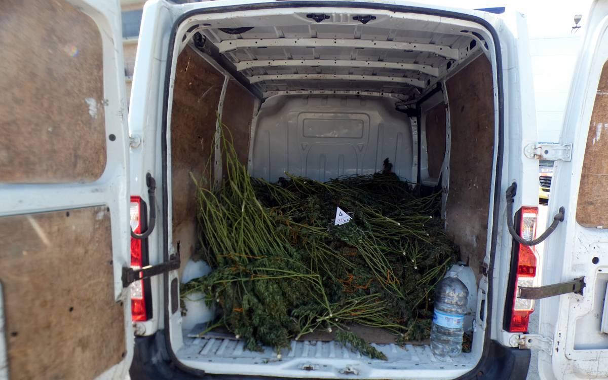 Atrapen un home amb 471 plantes de marihuana a Taradell