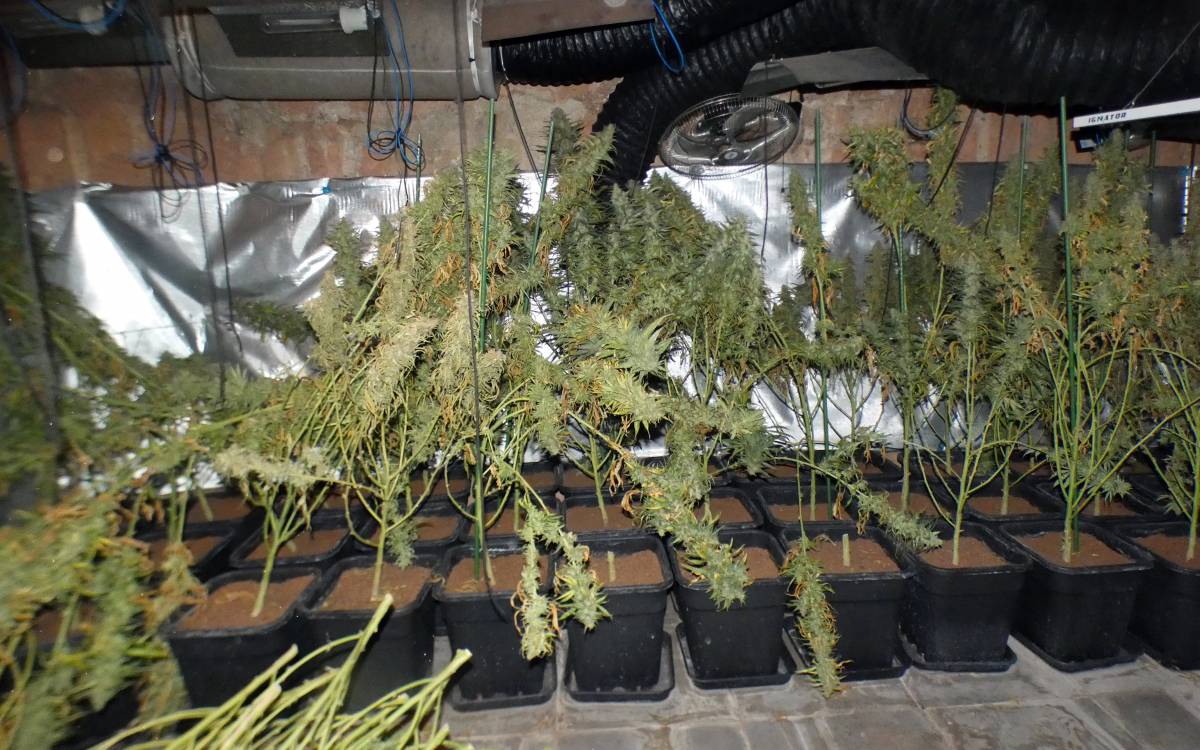 La plantació de marihuana trobada en un domicili de Taradell.