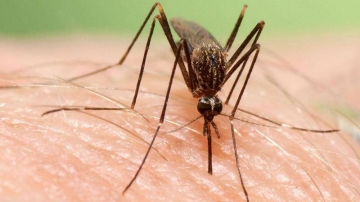 Per què no t’has de gratar les picades de mosquit, segons un estudi: «Com més pica, més s'inflama»