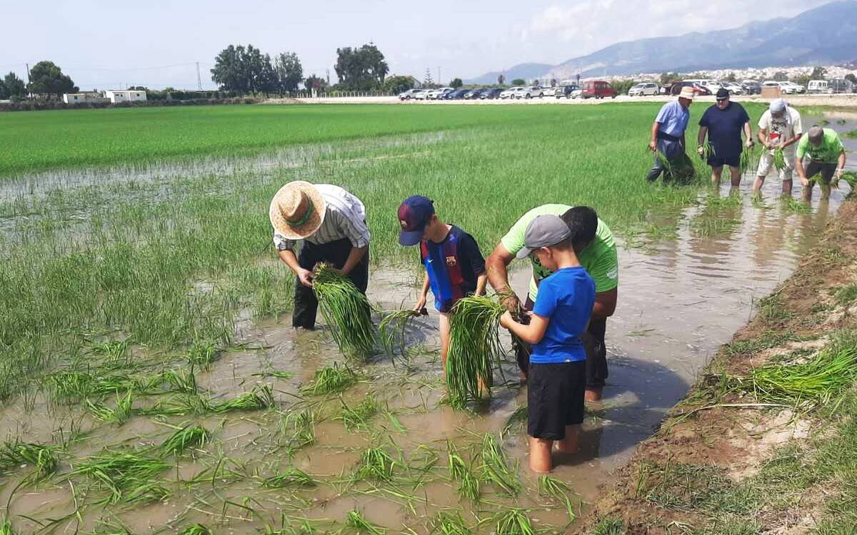 La Ràpita reviu la tradició arrossera amb la Festa de la Plantada