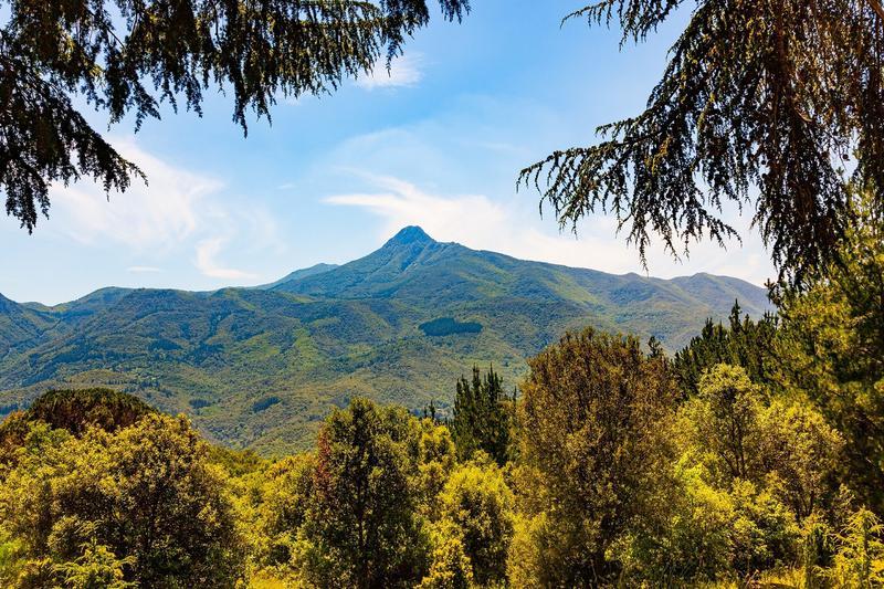 Sorprenent descobriment científic: els boscos mediterranis emeten un component associat el trànsit