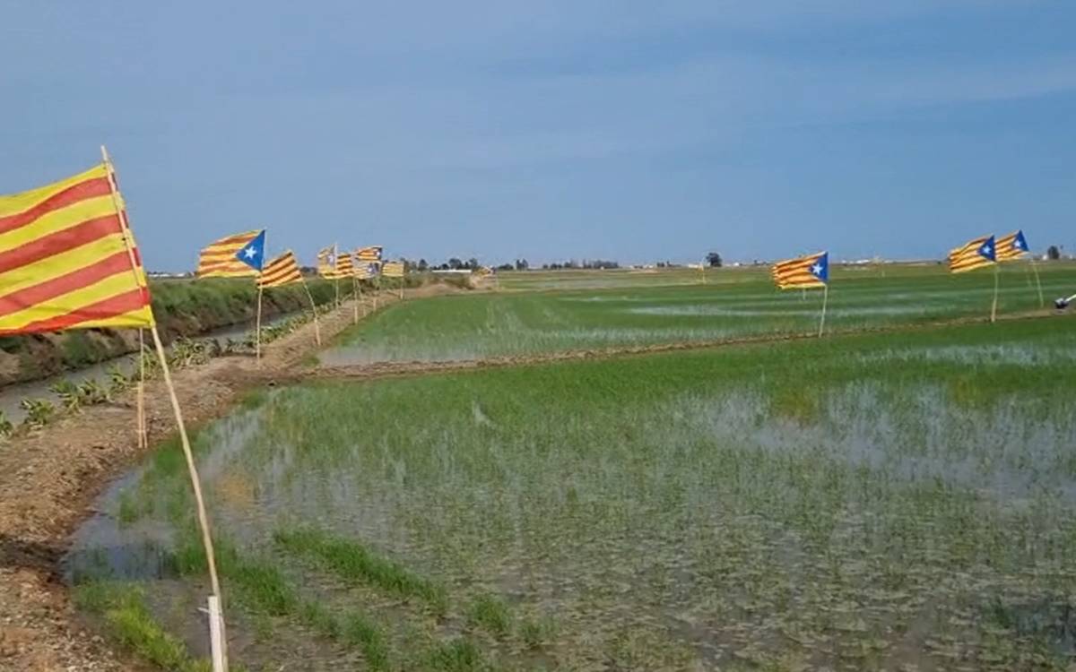 Un arrossaire del delta de l'Ebre planta cara als flamencs amb 50 estelades