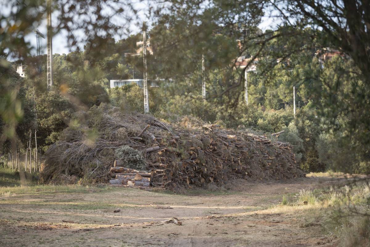 Tala de pins a la zona del camp de Golf de Matadepera - Alberto Tallón