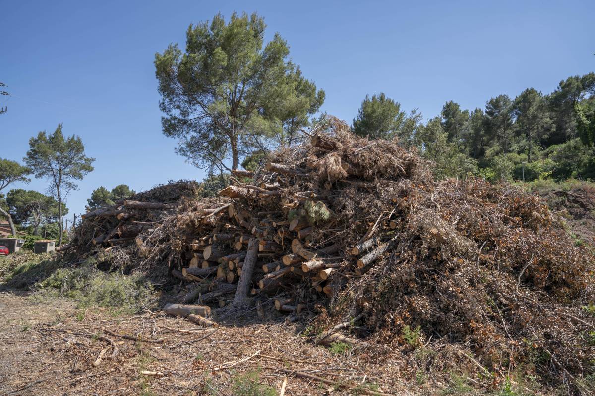 Tala de pins a la zona de l'Epic de Matadepera - Alberto Tallón