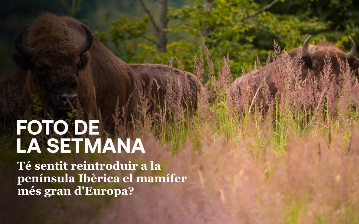 Foto de la setmana: el retorn del bisó europeu a la península Ibèrica?