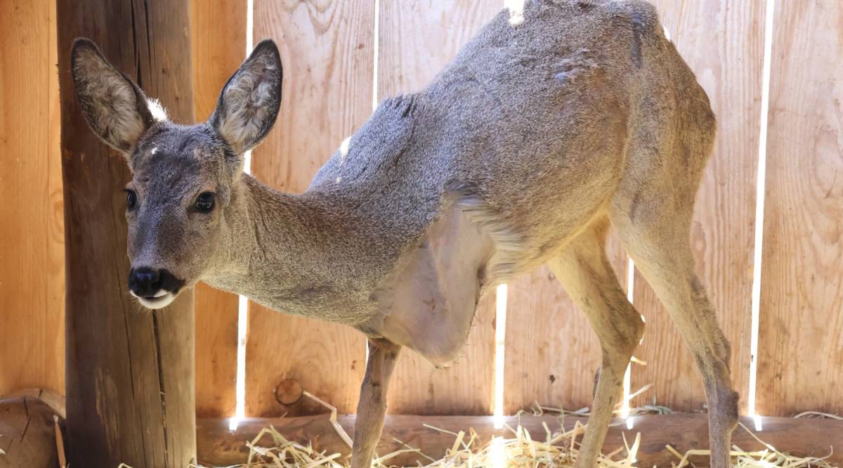 Tres cries de cabirol lluiten per sobreviure al Zoo del Pirineu