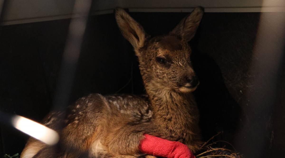 Cria de cabirol ferida - Zoo del Pirineu 