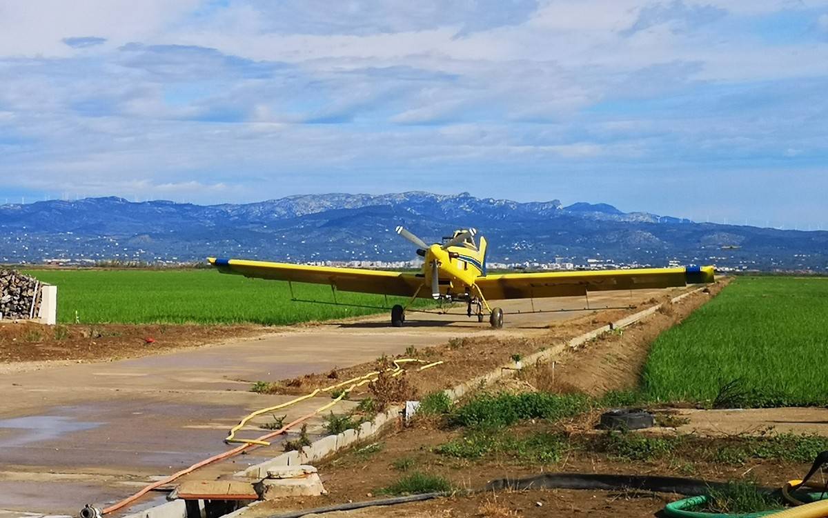 En marxa els primers tractaments contra les larves de mosquit als arrossars del delta de l’Ebre