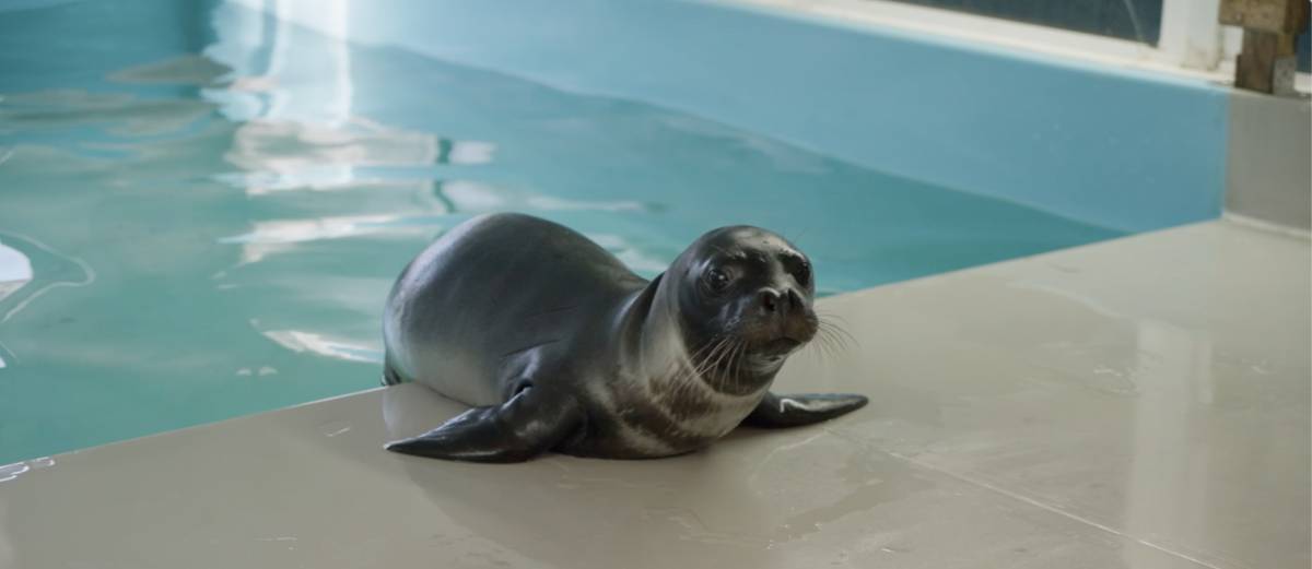 Una cria de foca monjo en un centre de recuperació de Grècia - Cedida per MOM Works