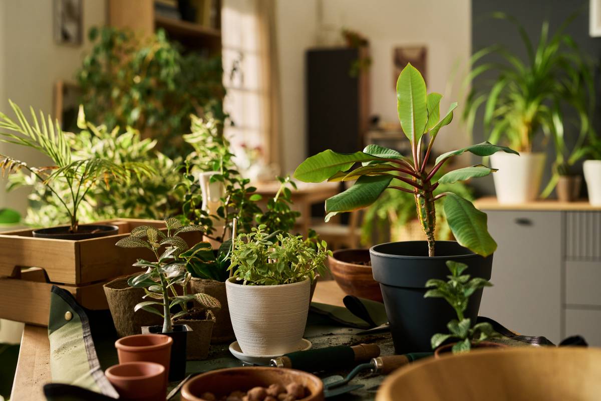 Les plantes que hauries de tenir a casa, segons la NASA: «Purifiquen l'aire i filtren tòxics»
