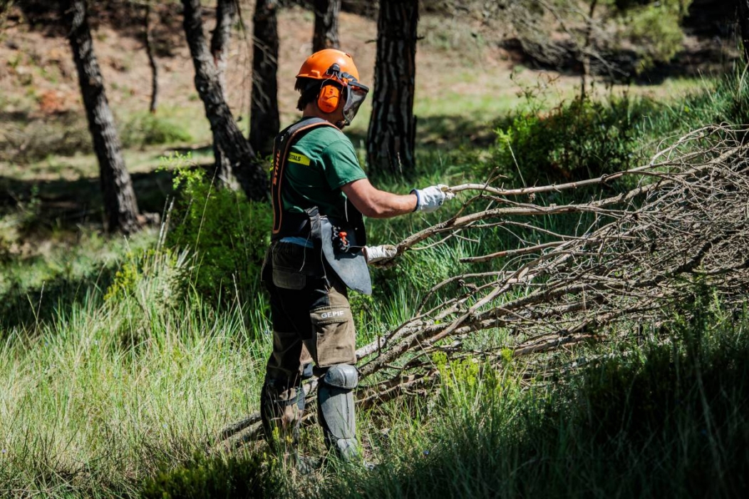 Els boscos «beuen» un 20% més d'aigua i eixuguen els rius