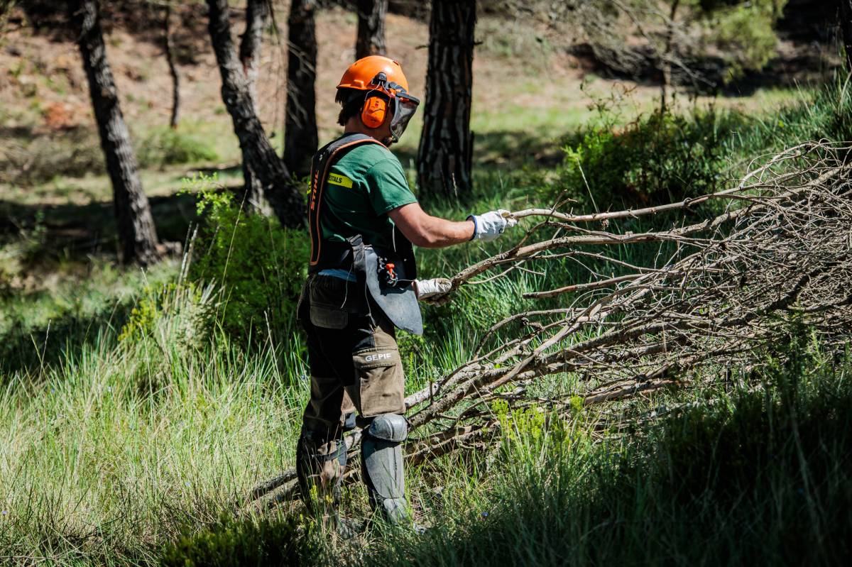 Els boscos «beuen» un 20% més d'aigua i eixuguen els rius