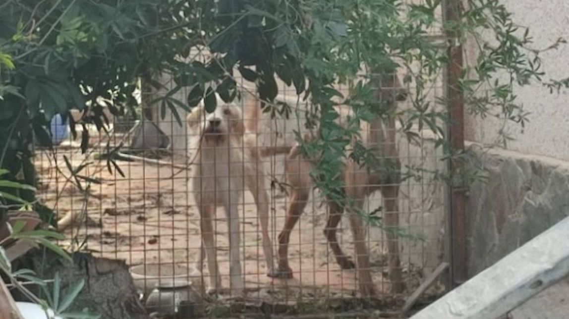 Denuncien un veí d'Abrera per tenir dos gossos en situació d'abandonament