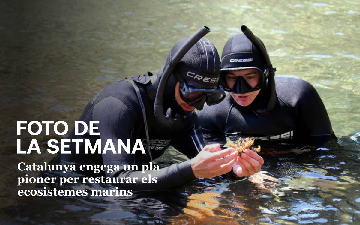 Foto de la setmana: Catalunya engega un pla pioner per restaurar els ecosistemes marins - ACN Foto de la setmana: Catalunya engega un pla pioner per restaurar els ecosistemes marins