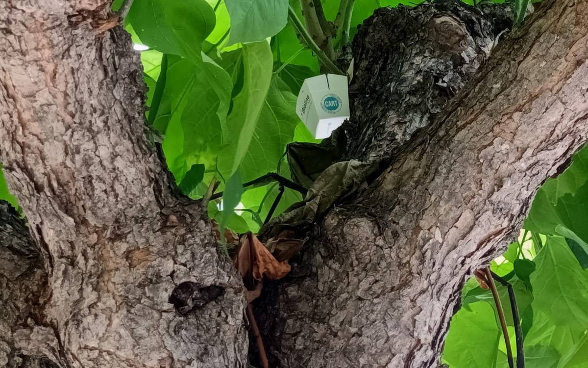 Sant Vicenç de Castellet aplica control biològic amb insectes per eliminar el pugó urbà