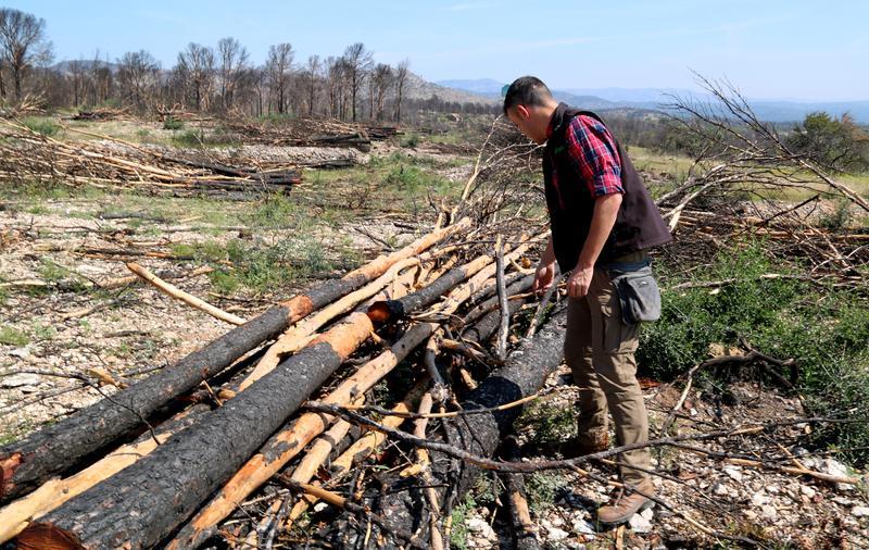 Empreses forestals retiren arbres cremats del foc de Paüls sense cost per als propietaris