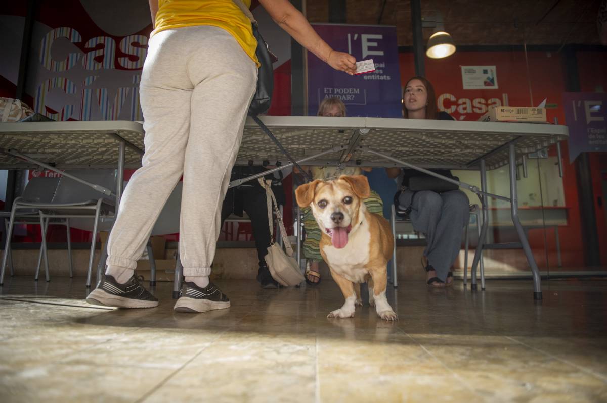 Un Sant Joan sense por: Terrassa torna a repartir calmants naturals per a gossos i gats