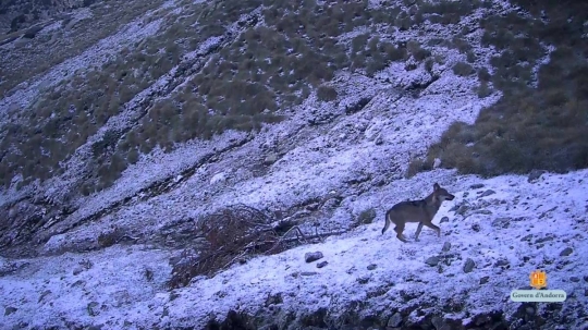 El llop també es deixa veure a Andorra