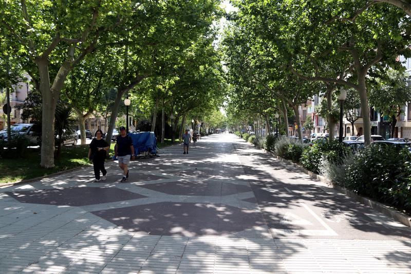 Quant costa un arbre urbà i com ajuda a combatre el canvi climàtic?