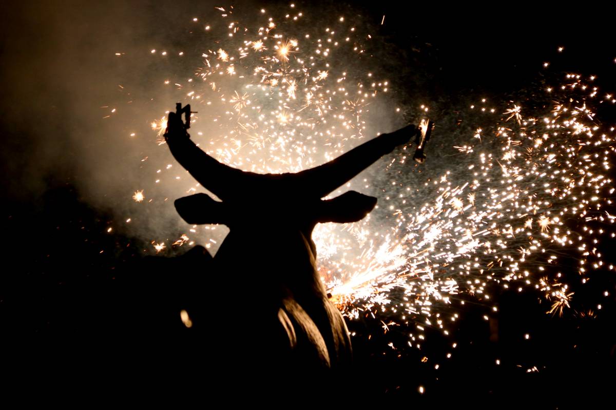 Petards de Sant Joan: per què afecten tant els animals de companyia i com evitar-ho? 