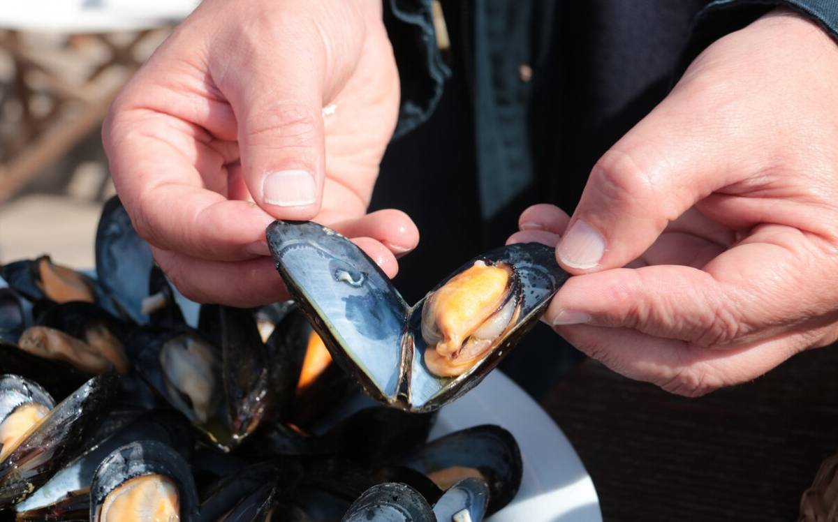 El musclo torna a protagonitzar unes noves jornades gastronòmiques a Deltebre