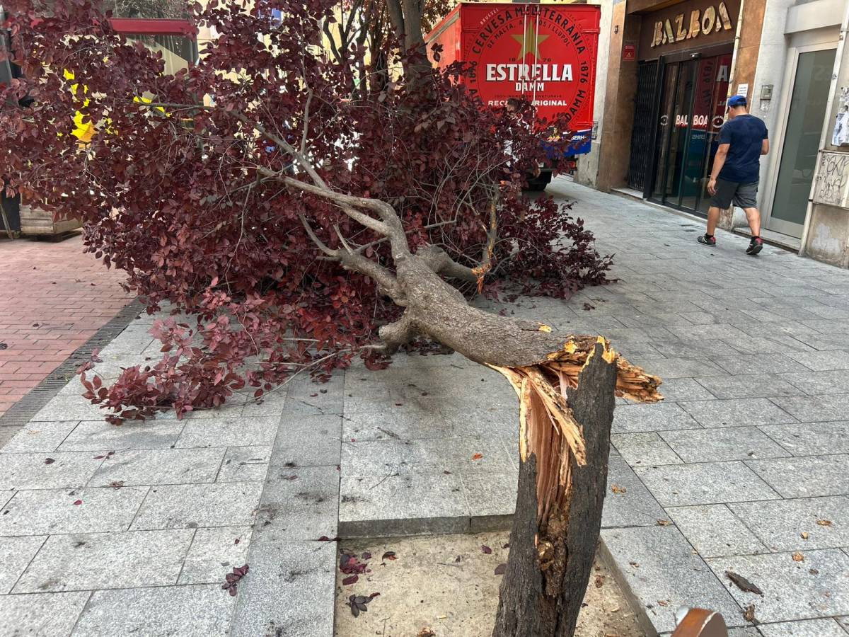 Un camió trenca un arbre per la meitat en una zona peatonal del Centre de Sabadell
