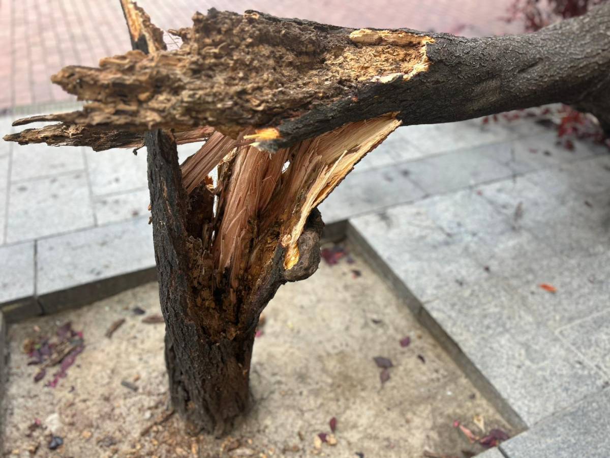 L`arbre trencat al carrer de Marià Fortuny