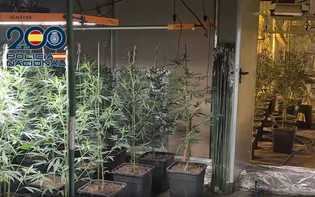 Desmantellen una plantació amb més de 600 plantes de marihuana en una nau abandonada d’Ulldecona