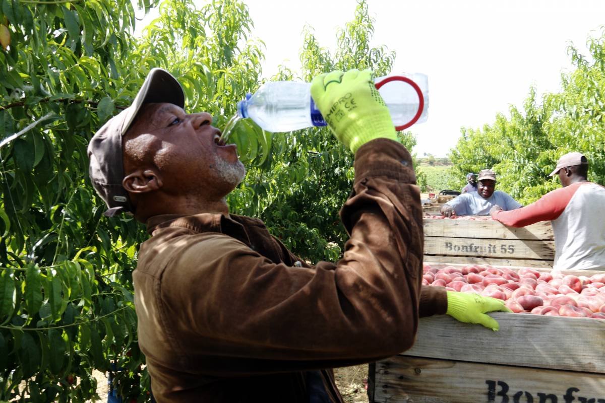 Els agricultors de Ponent adapten les jornades per la calor extrema amb puntes de fins a 43 graus