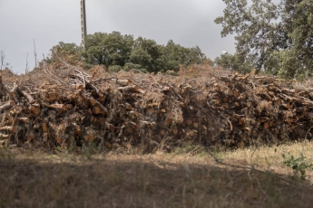 Veïns i oposició alerten del risc d’incendi per acumulació de troncs