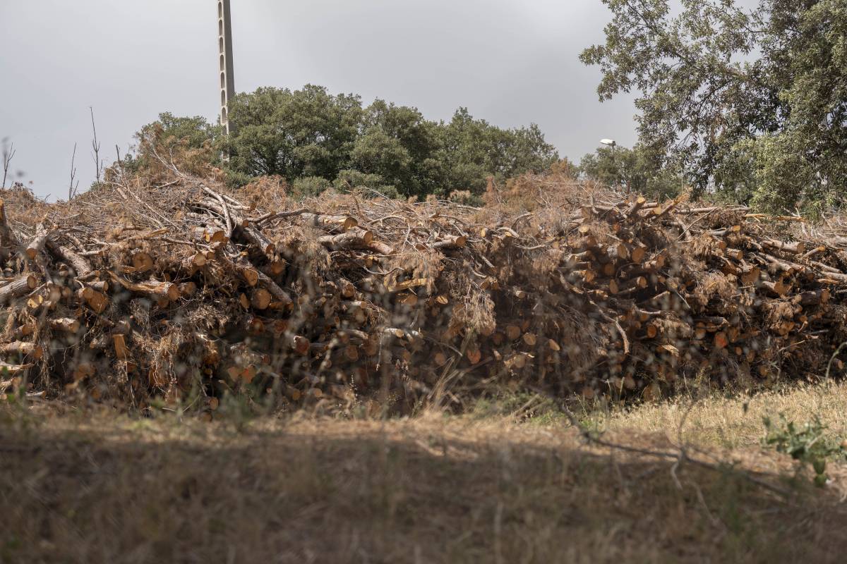 Veïns i oposició alerten del risc d’incendi per acumulació de troncs