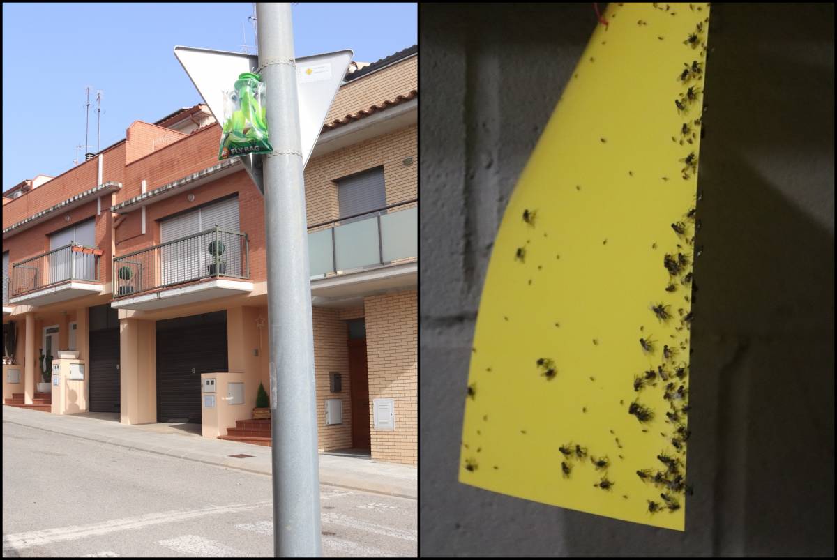 La plaga de mosques d'Hostalric obliga a tancar alguns negocis